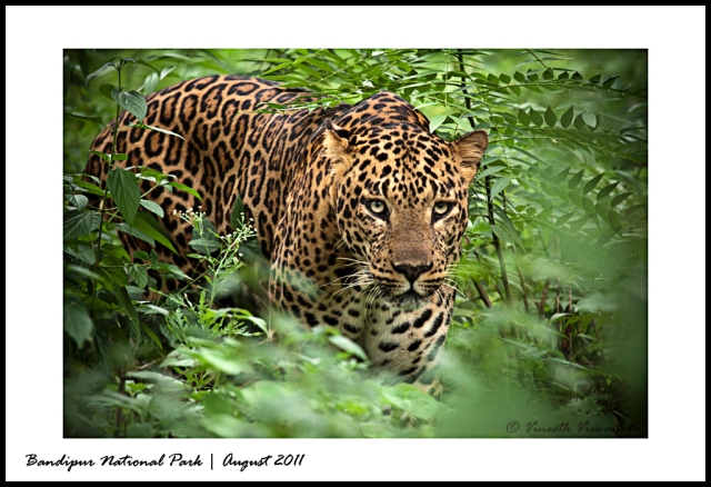 Leopard | Bandipur